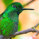 Profile photo of gpal