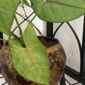 Profile photo of mmore